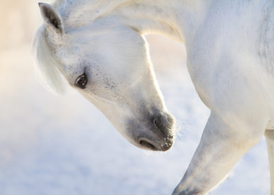 White horse with long mane portrait in motion in winter day