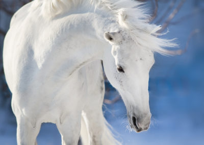 White horse with long mane portrait in motion in winter day